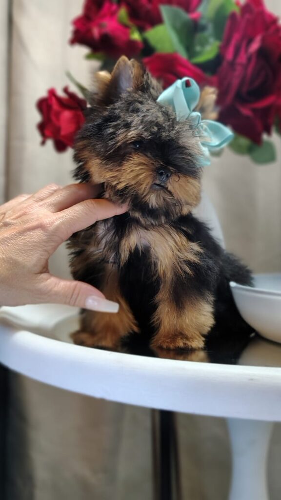 Filhote de Yorkshire Terrier