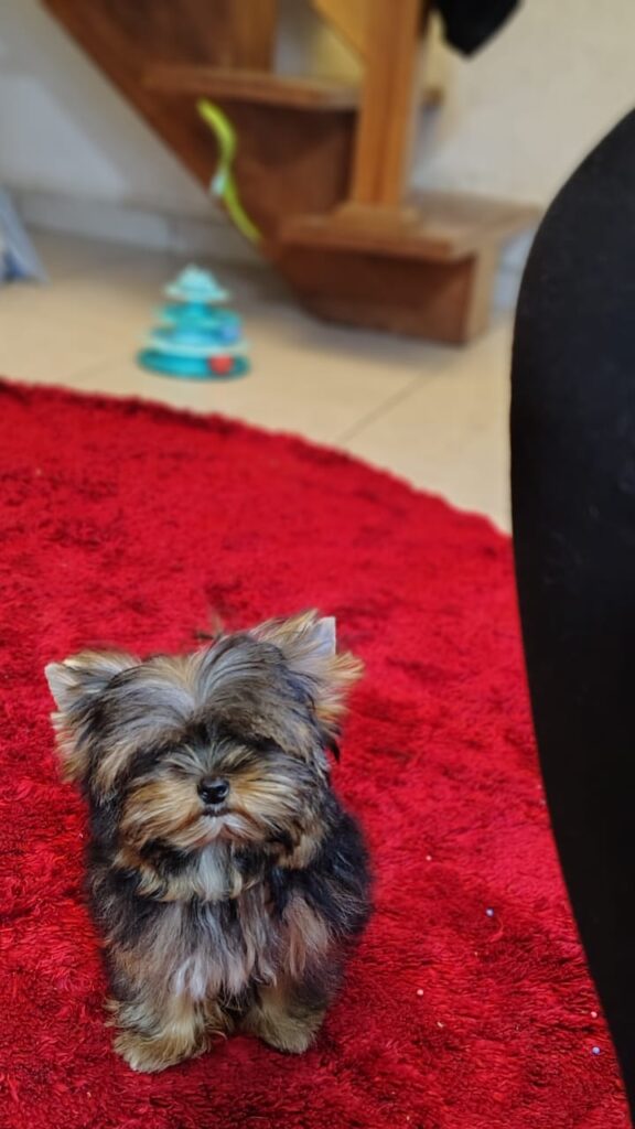 Yorkshire Terrier Micro olhando para a câmera