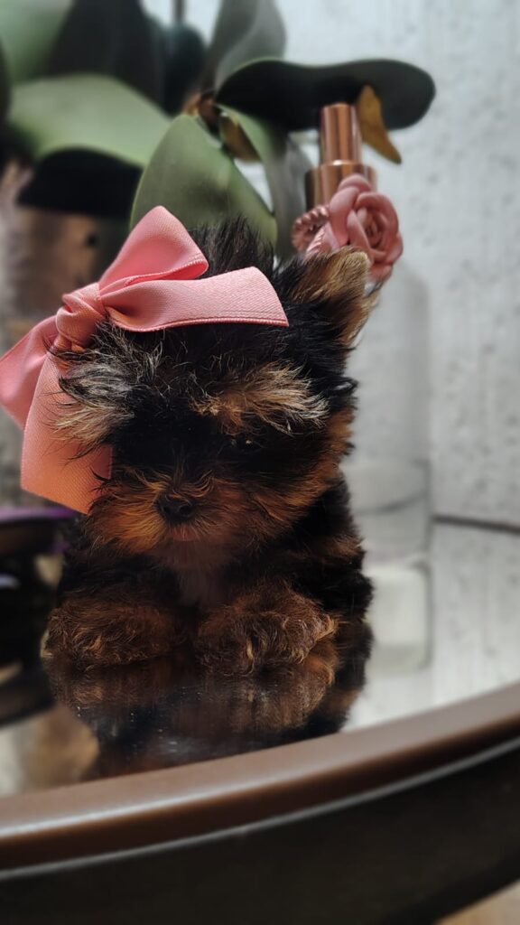 Filhote da raça Yorkshire