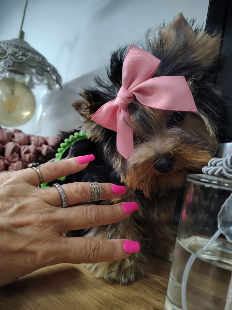 Yorkshire Mini com Lacinho cor-de-rosa